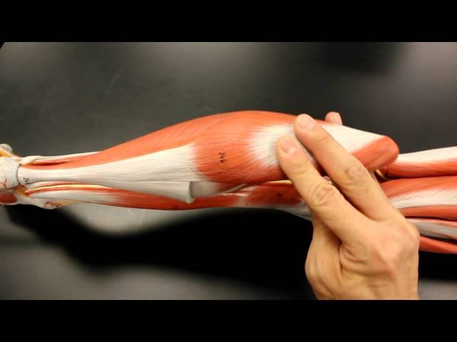 MUSCULAR SYSTEM ANATOMY: Posterior leg region muscles model description. Somso