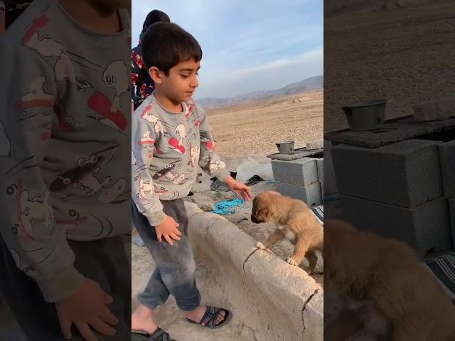 A nomadic boy who loves his dogs #shorts