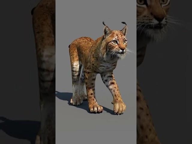 Animated Lynx Cat 3d Model - #shorts​ @PROmax3D