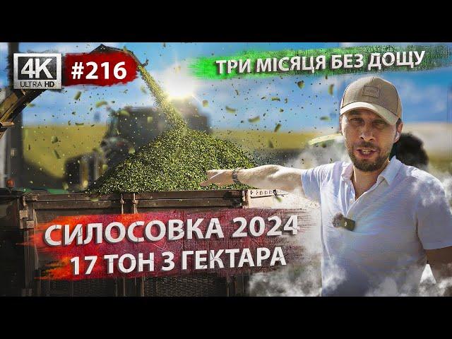 Заготівля силосу 2024  Пекельна спека  Огляд кукурудзи  і соняшника 