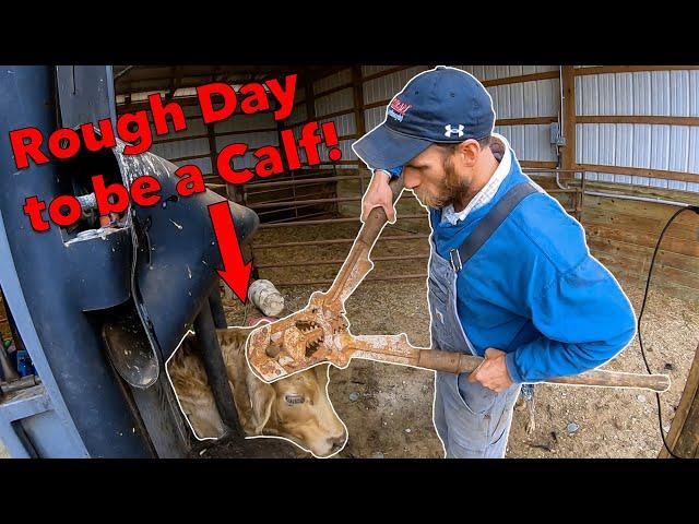 Weaning and Dehorning Calves in VA