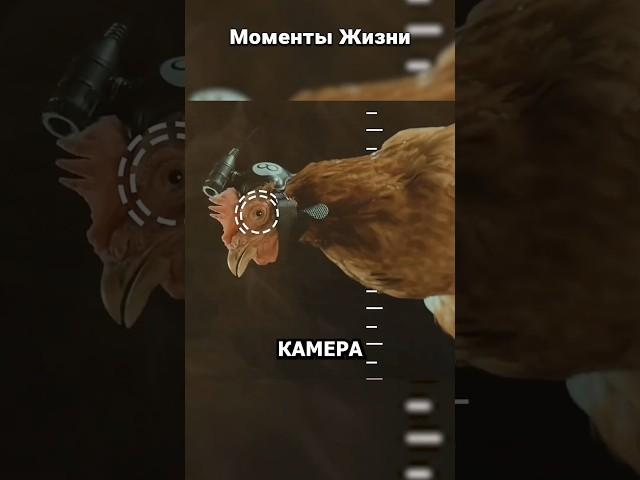 Курица как стабилизатор для камеры