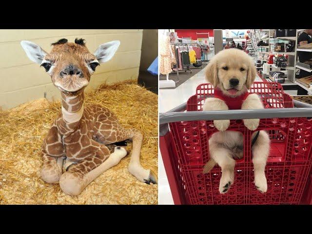 Funniest Animals 2024  Best Funny Cats and Dogs  Part 34 | Cute Baby Dogs