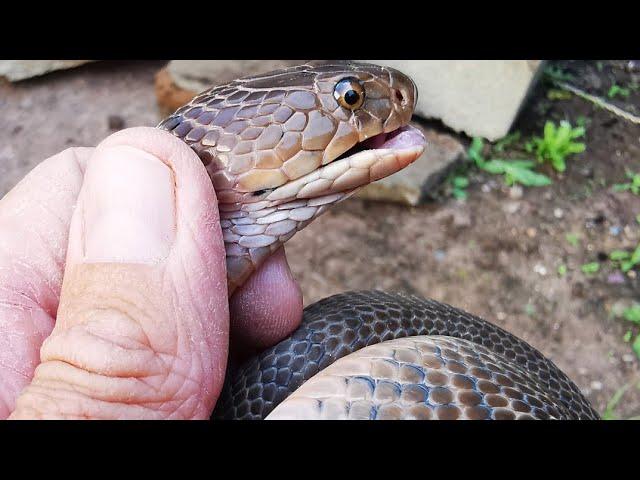 Very odd Mozambique Spitting Cobra!!! 