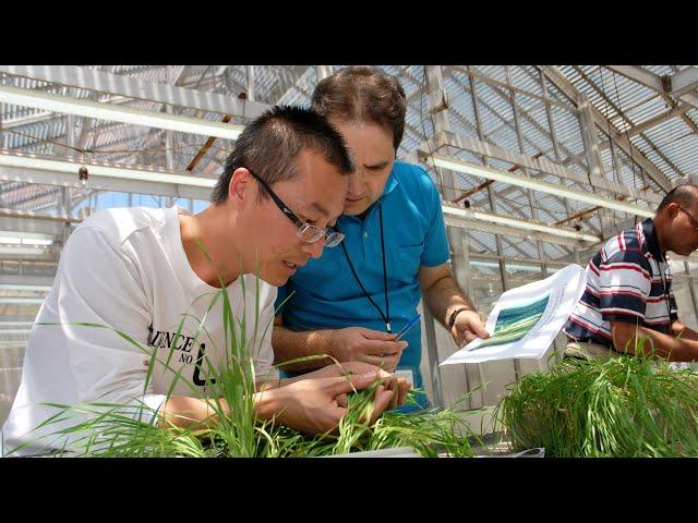 CIMMYT-China: A successful partnership since 1974