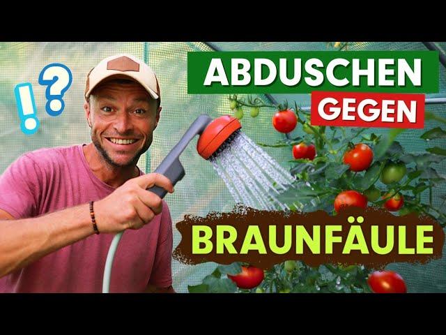 Braunfäule? OHNE MICH! Die erstaunliche Lösung, die Deine Tomaten rettet! 