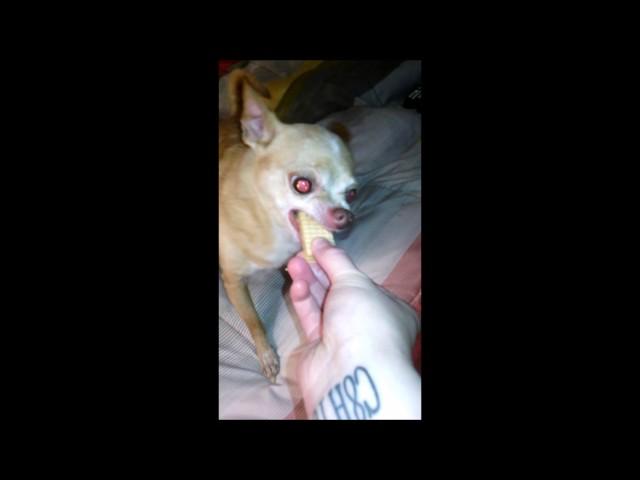 PSYCHO Chihuahua Eats Wafer