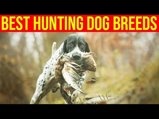 10 Best Hunting Dog Breeds/ Amazing Dogs