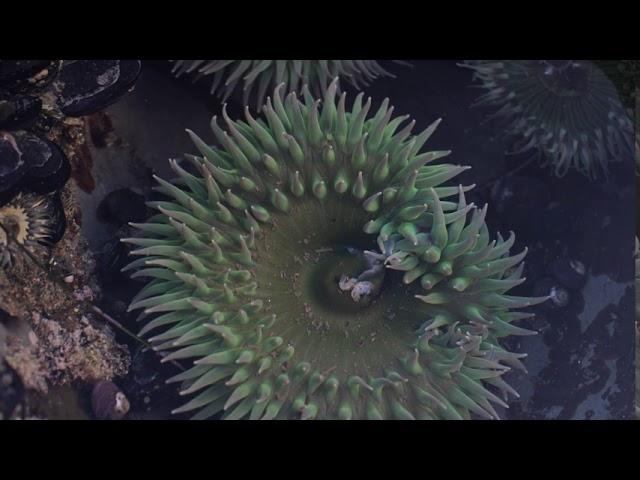 Moments in Nature: Natural Bridges State Beach