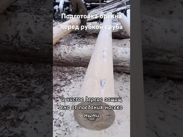 Подготовка бревна перед рубкой сруба. #баняизбревна #домизбревна #сруб #домиздерева #ручнаярубка