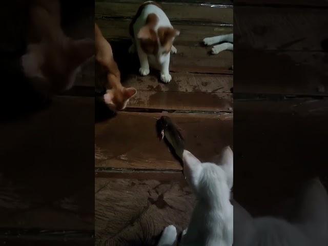 Cats want to eat fish.