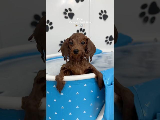 it’s puppy bath time! #puppy #shorts #asmr #blue #poodle #asmrvideo