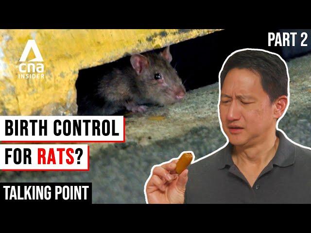 Singapore's War On Rats: Can These Rat Busting Solutions Work? - Rats Part 2/2 | Talking Point