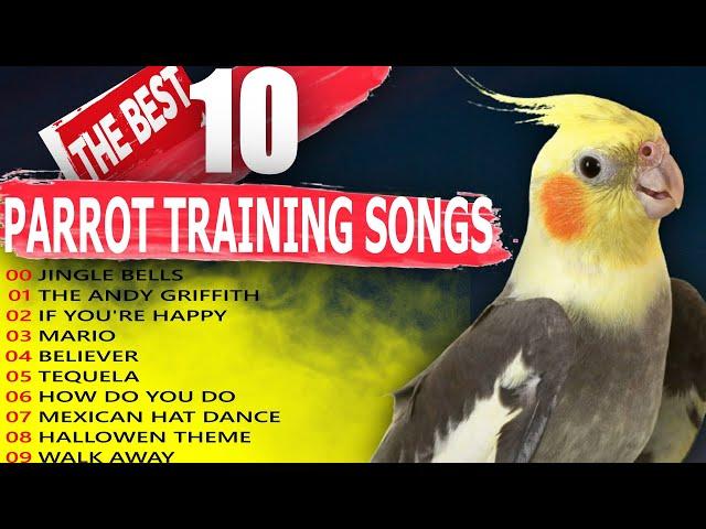 THE BEST 10 PARROT TRAINING SONGS-Cockatiel Singing Training-Budgie-Bird