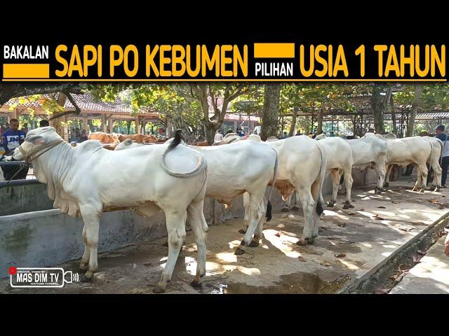 Bakalan Sapi Po Super Kebumen Pak Olan !! Bakalan Sapi Po Pilihan Usia 1 Tahun !!