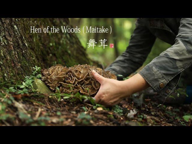 Hen of the woods /Maitake picking and cooking