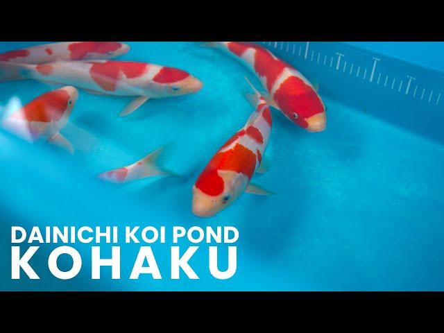 Jumbo Tosai Kohaku Selection | Dainichi Koi Farm