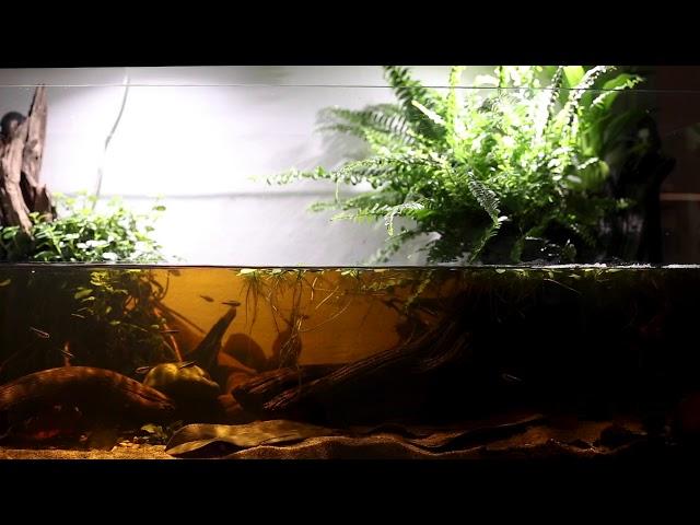 Riverbank in the north of Mato Grosso Do Sul, Brazil - blackwater aquarium - Full HD