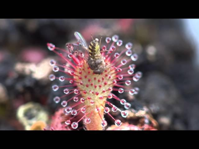 Sundew Carnivorous Plant Eating Fly 4K Timelapse