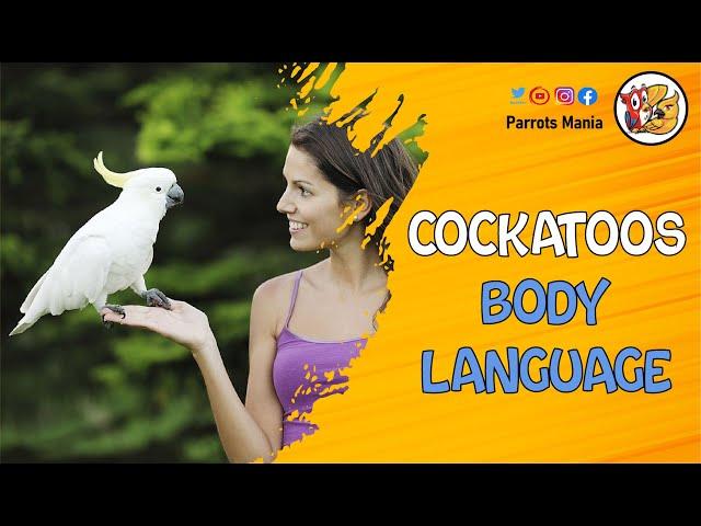 Cockatoo Body Language: Understand What Your Bird Feels