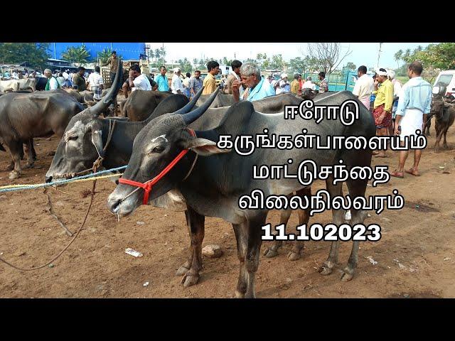 ஈரோடு கருங்கள்பாளையம் மாட்டுசந்தை விலைநிலவரம்  11.10.2023