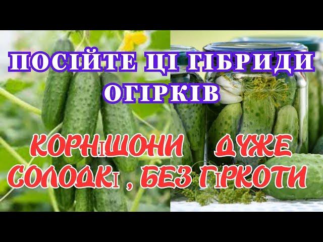 ДО  15 КГ  УРОЖАЮ  ХРУМКИХ КОРНІШОНІВ, які ОГІРКИ ДАЮТЬ ТАКИЙ УРОЖАЙ!