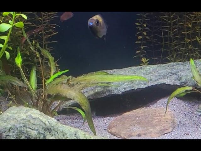 Aulonocara sp. "Chitande type north".  Nkhata Bay.  Rare Peacock Cichlid.