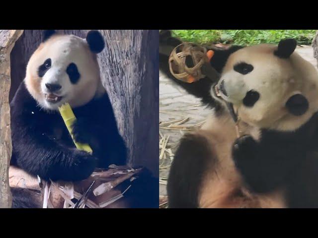 6.17 Fu Bao's New Toy and New Eating Place #panda #fubao #푸바오 #福宝 #viral #fyp #daily #pandalife