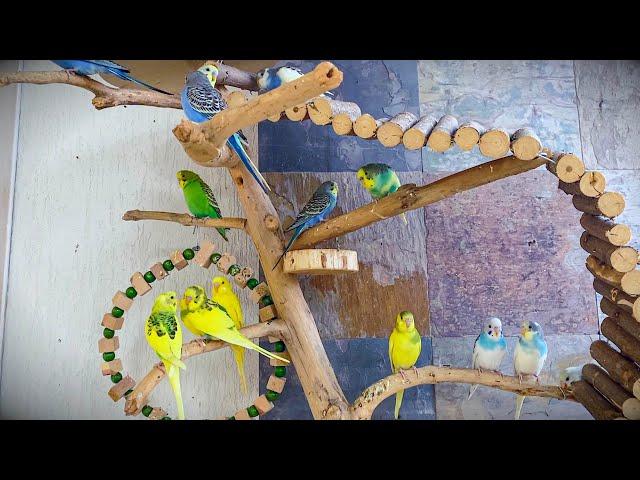 Вълнисти папагали на Плейграунд / Budgies singing and chirping on playground, budgies playing