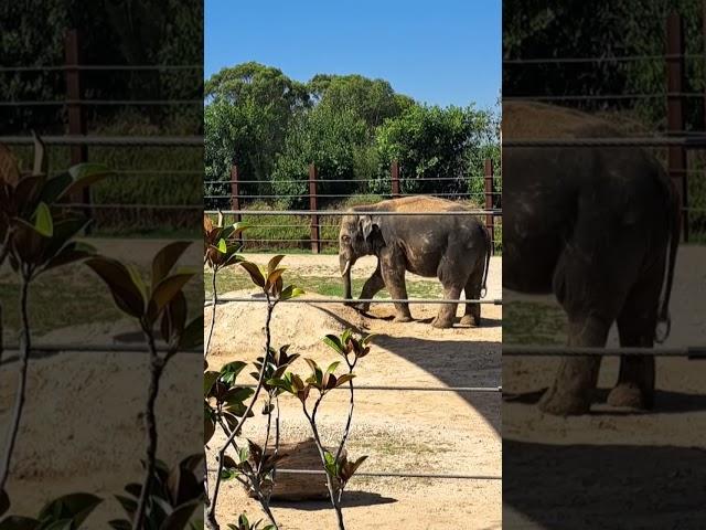 Bull Elephant at Sydney Zoo #sydney #australia #elephant #zoolife #zoo