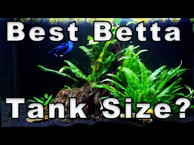 Best Betta Fish Tank Size? How to Figure it Out!