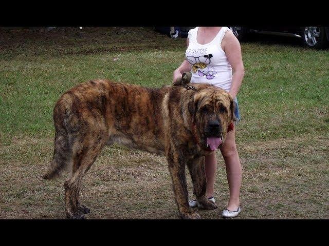 Spanish MAstiff 130 Kg ( mastin español 130 kg )