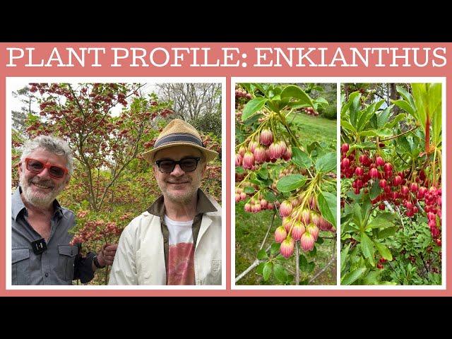 Plant profile: Enkianthus