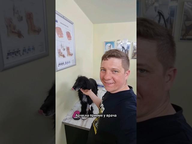 А НЕ НАДО БЫЛО ЕГО БЕЗРОДНЫМ НАЗЫВАТЬ #кириллов #собака #бытовуха