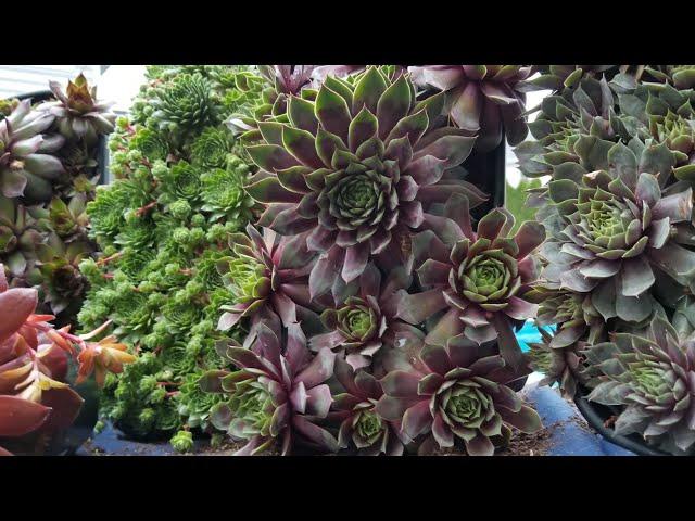 Sempervivums! Hens & Chicks Cold Hardy Succulents!