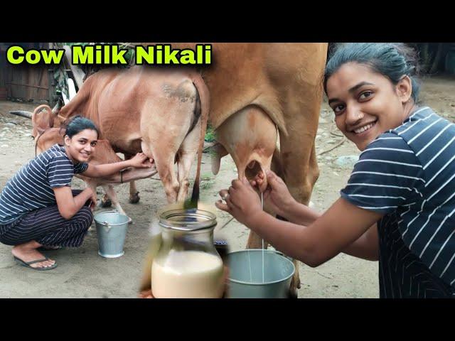 Bahut Dino ke Bad Cow Milk Nikali 