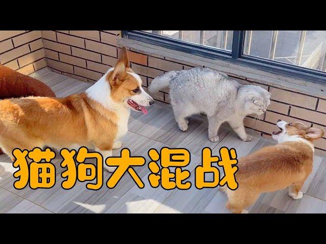 Cute pet vlog Cat and dog fight! Little Corgi is full of energy!