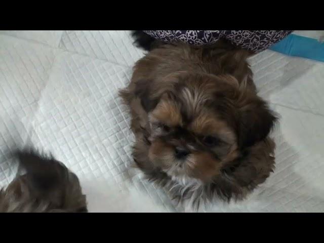 Shih-tzu Puppies at 7 weeks old.