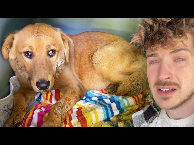 Rescuing a Abandoned & Abused Pregnant Golden Retriever