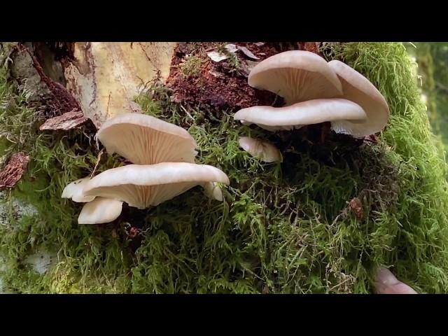 Oyster (Pleurotus ostreatus-pulmonarius, Pleurotus populinus) mushrooms are fruiting abundantly now!