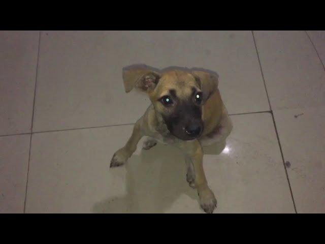 PUPPY NAGSE SELOS SA PUSA | BOY SANDOK | SOMMY BUFE