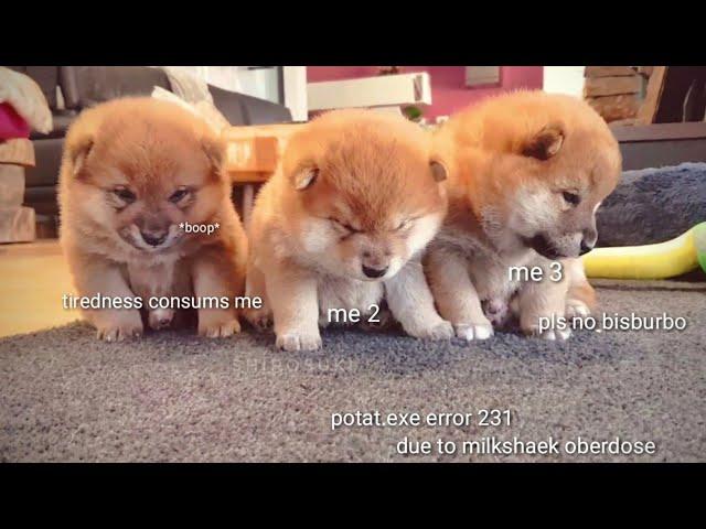 Very sleepy smol sumo wrestlers / Shiba Inu puppies