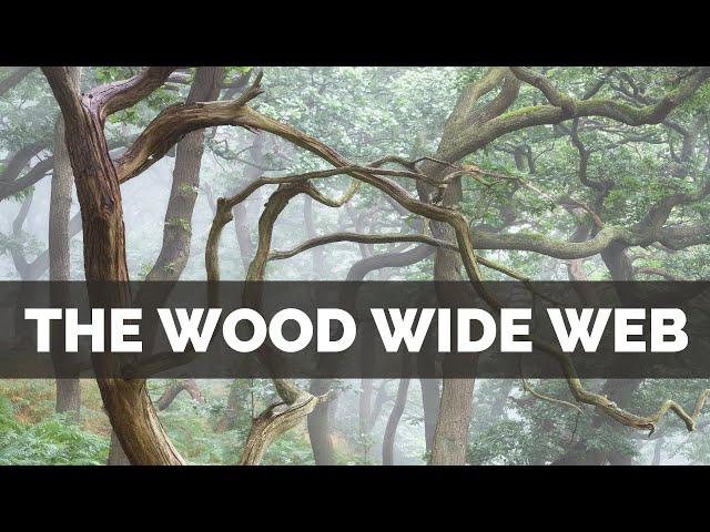 How a Hidden World Changed my Photography - The WOOD WIDE WEB