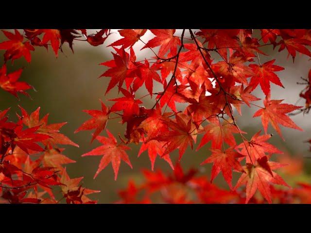 Disfrutemos los colores del otoño