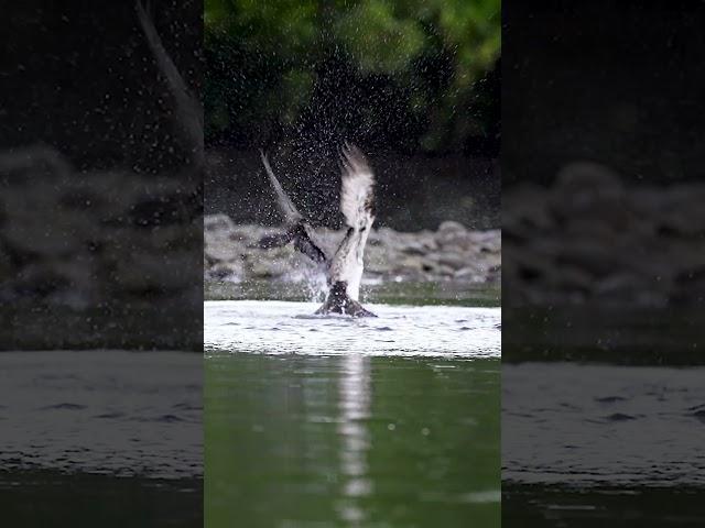 Amazing  catch  by Osprey  #birds #wildlife #ospreys #photography #nature #eagles