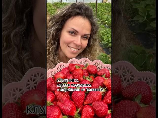Клубника ПЕРВАЯ ПОДКОРМКА + ОБРАБОТКА ОТ БОЛЕЗНЕЙ делаем её сразу после зимовки.