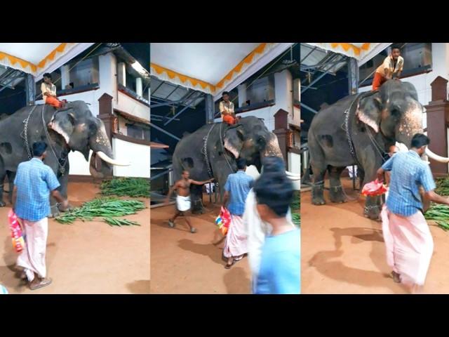 പാപ്പാന്റെ കൃത്യമായ ഇടപെടൽ കാരണം അയാൾ രക്ഷപ്പെട്ടു|Elephant attack #aanapremi #elephant