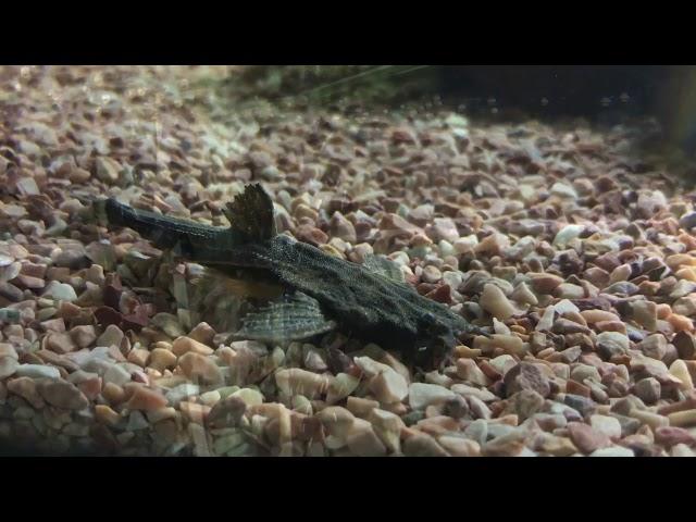 Pink Bellied Sideneck with tank mates