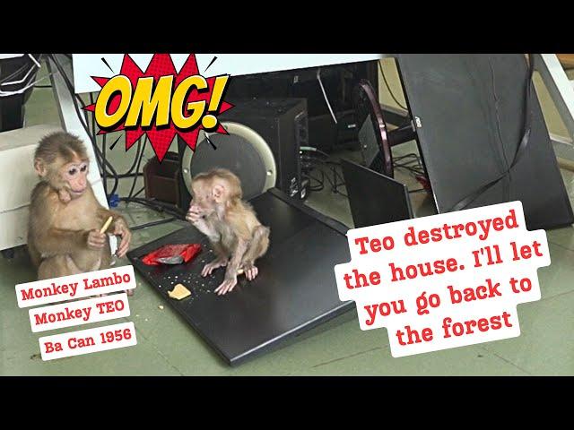 Monkey Teo destroys the house. I made an unbelievable decision...  ba can 1956. Monkey Lambo