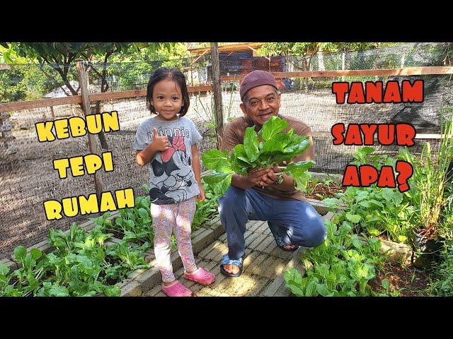 ️ TANAM SAYUR TEPI RUMAH || PETUA TANAMAN SUBUR